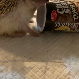 ハリネズミ　むーさんのお気に入りの画像