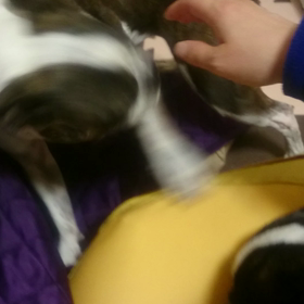飼い主失格。。の画像