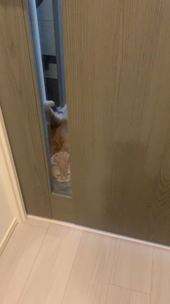 さりげなく新調したキッチン用品と、帰宅時のお迎え猫の記事動画