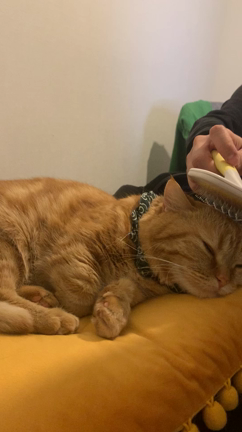 猫が行方不明の記事動画