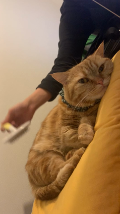猫が行方不明の記事動画