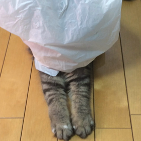 袋が！の画像