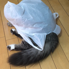 しっぽの画像