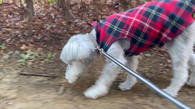 書き初めるの記事動画
