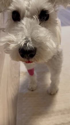 嗜好の変化と愛犬の手術の記事動画