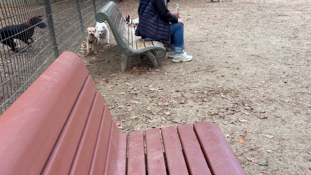 若さゆえの記事動画