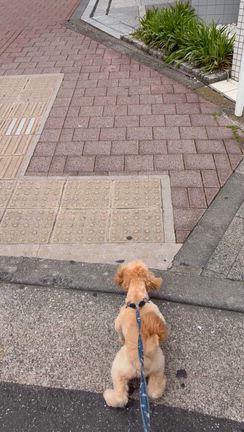 これぞプロ！の記事動画