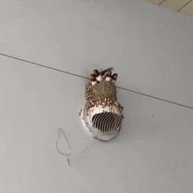 もうすぐ　ツバメの巣立ちの画像