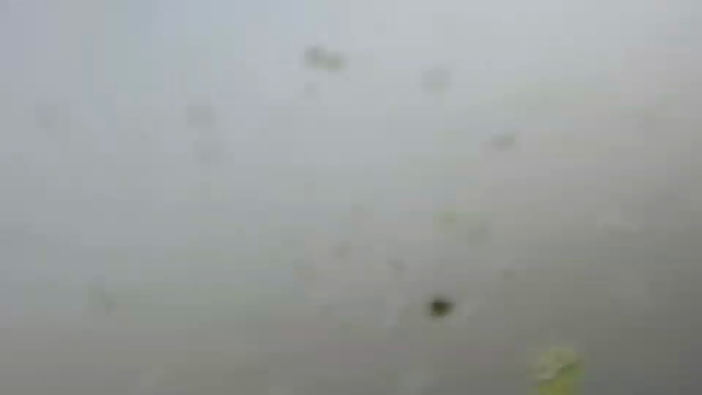 メダカ稚魚のために 淡水ツボワムシの記事動画