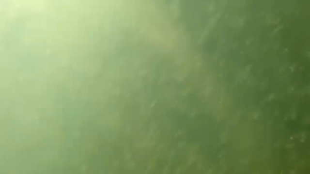 メダカ稚魚のために 淡水ツボワムシの記事動画