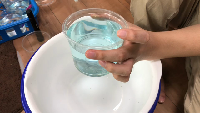メダカの卵 管理の記事動画