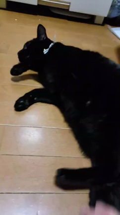 お待たせしました！　12/1(日) ねこさんの譲渡会　参加ねこさん①の記事動画