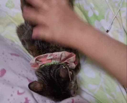 5/5(日)ねこさんの譲渡会⭐︎参加ねこさん③の記事動画