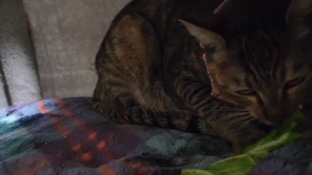 5/5(日)ねこさんの譲渡会⭐︎参加ねこさん③の記事動画