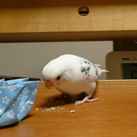 わー！の画像