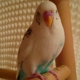 キョリキョリキョリの画像