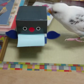 ボタンちゃんの画像