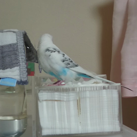 あくびの画像