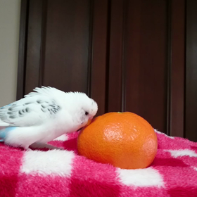 今日のさくらちゃんの画像