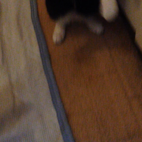 猫じゃらしに夢中で立ちました。の画像