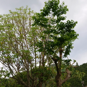 2020/05/13の画像
