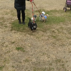 少しずつ(*^ω^*)の画像