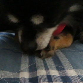 お手入れ中(≧∀≦)の画像
