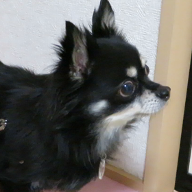 甘えん坊(//∇//)の画像
