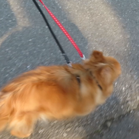 さんぼの画像