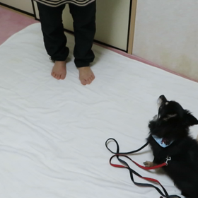 お座り・待て練習中٩( 'ω' )وの画像