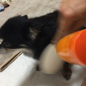 ブロー中(o^^o)の画像