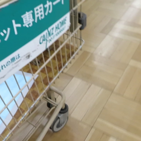 社会見学(๑>◡<๑)の画像