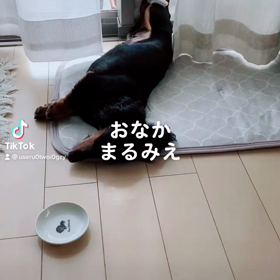 最近のつーさんの動画の画像