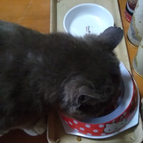 猫ちゃん❤️の画像