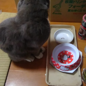 猫ちゃん❤️の画像