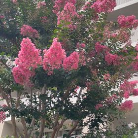 ☆アラフィフ好きなもの☆サルスベリの花が好き(*^^*)の画像