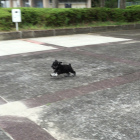 バイク関係なす！愛犬 まつ の成長期の画像