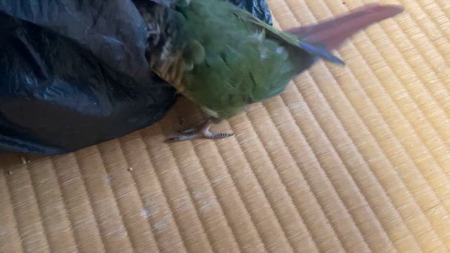 インコ語と大阪弁を操るインコ！の記事動画
