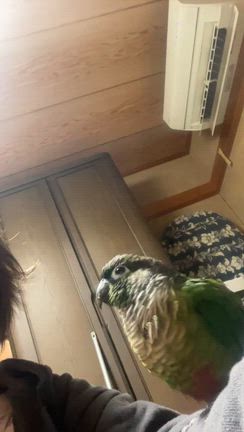 昨日は、よもちゃんの誕生日でした！の記事動画