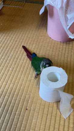 黒柴とインコと私の記事動画