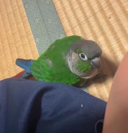 よもぎの謝罪の記事動画