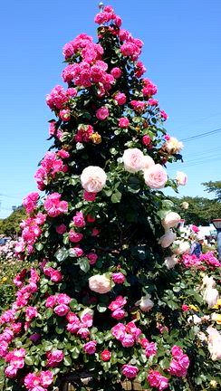 今月のお花① ＋ バラまつりの記事動画