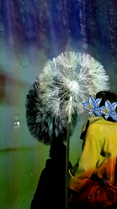 日本一早いお花見を！フラワーズ バイ ネイキッド 2020 ー 桜 ー①の記事動画
