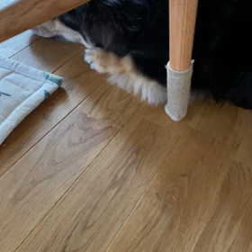 こんなにお利口な猫っているの？の画像