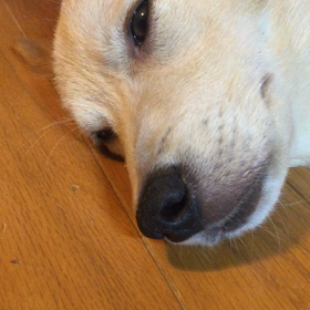 こんなんじゃなかったの画像