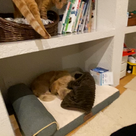 オーちゃんお届けまであと３日。の画像