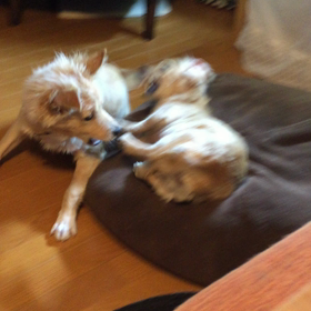 ソラと中型犬の画像
