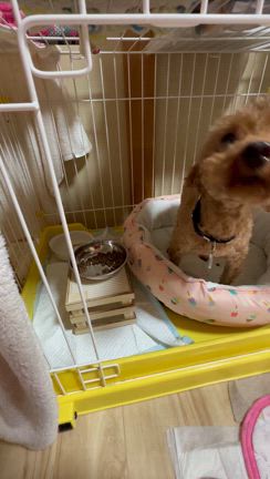 ご飯食べるよの記事動画
