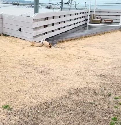 淡路島のドッグヴィラに泊まってきたよの記事動画