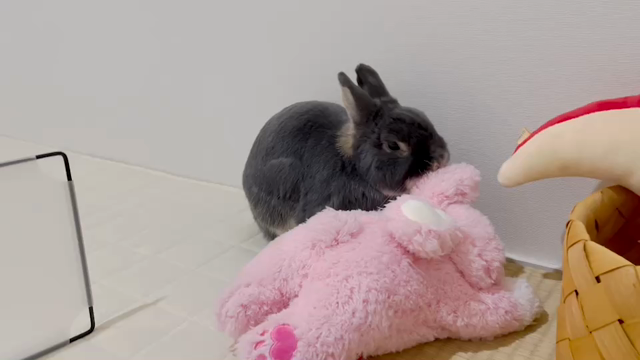 今日もころころ ♡の記事動画